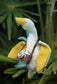 || Moulin Roty || Kleine blauwe gans - Plumette